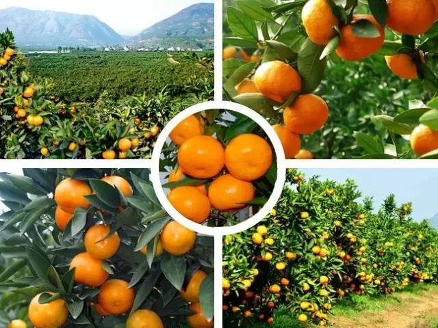 武汉周边果园采摘攻略,武汉5月份可以采摘的采摘园