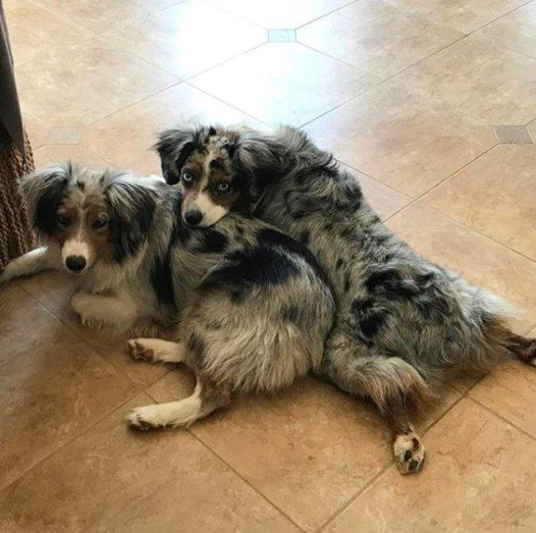 全盲狗狗动不动就怕怕幸遇狗妹妹添自信展开快乐狗生！