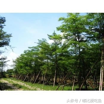 漳州市特产有哪些,漳州的特产有哪些介绍