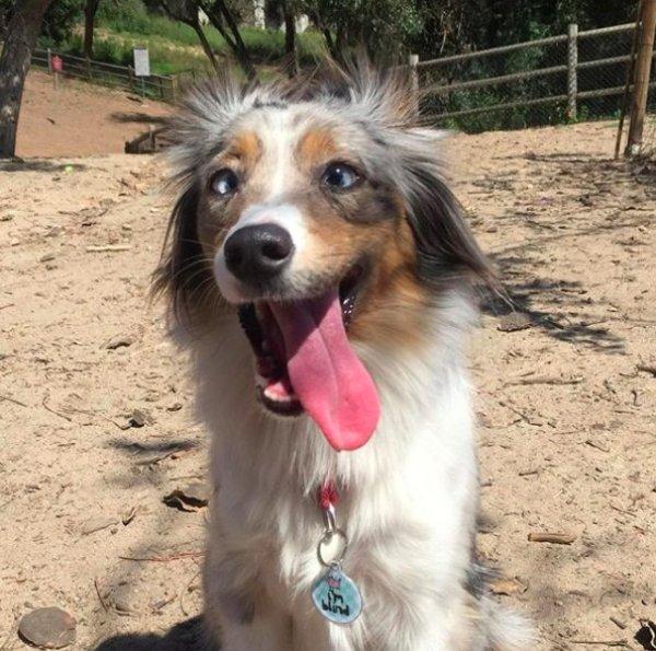 全盲狗狗动不动就怕怕幸遇狗妹妹添自信展开快乐狗生！