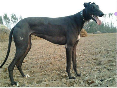 八个月大的格力犬值多少钱,想买格力犬去哪里买