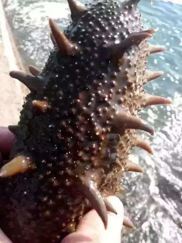 关于海参的故事,关于海参的搞笑视频