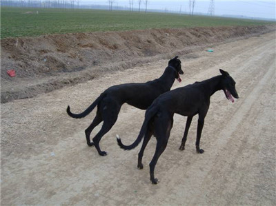 八个月大的格力犬值多少钱,想买格力犬去哪里买