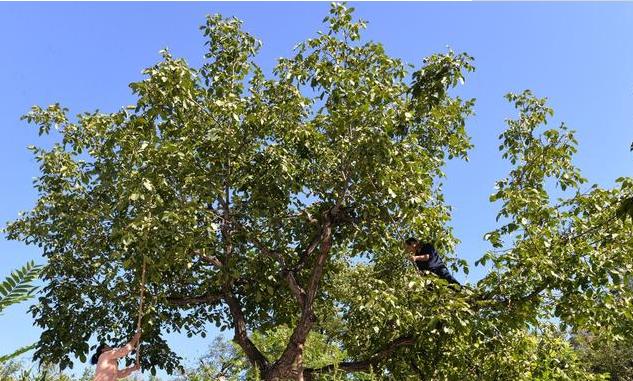 核桃种植不容易，农户大哥来教你，如何高产挣大钱