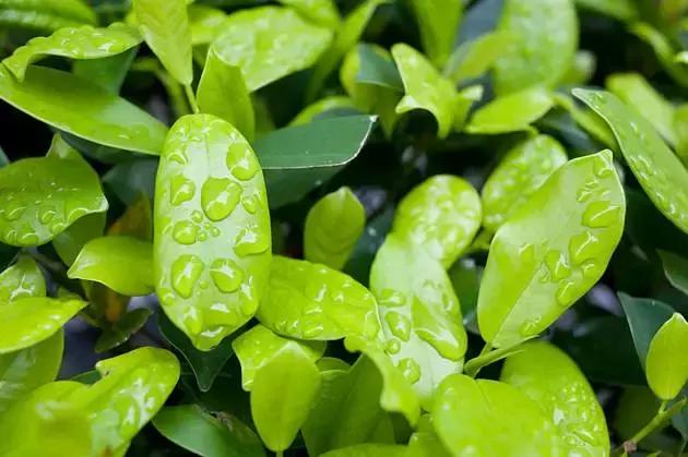 海淘儿童药真的那么神奇吗,别被那些假国货骗了