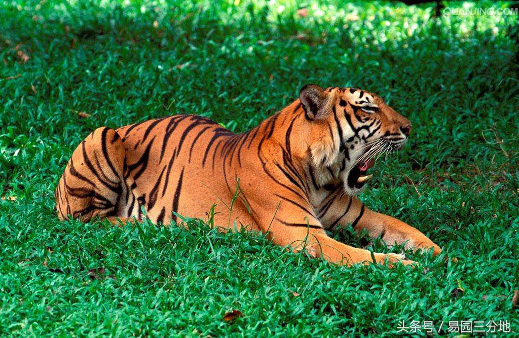 十二生肖寅虎性格分析,十二生肖寅虎简介