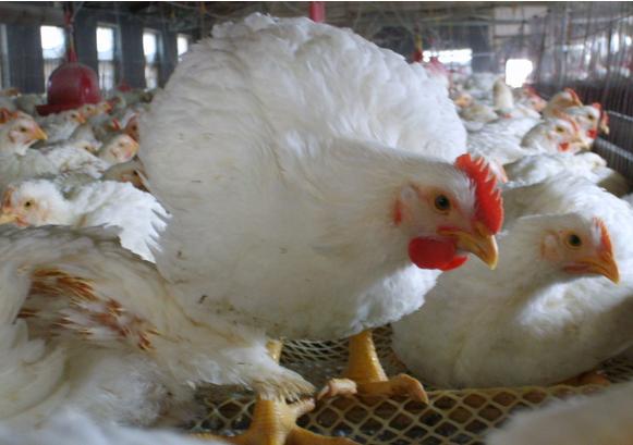 大肉鸡多少钱一斤,鸡肉价格白羽鸡