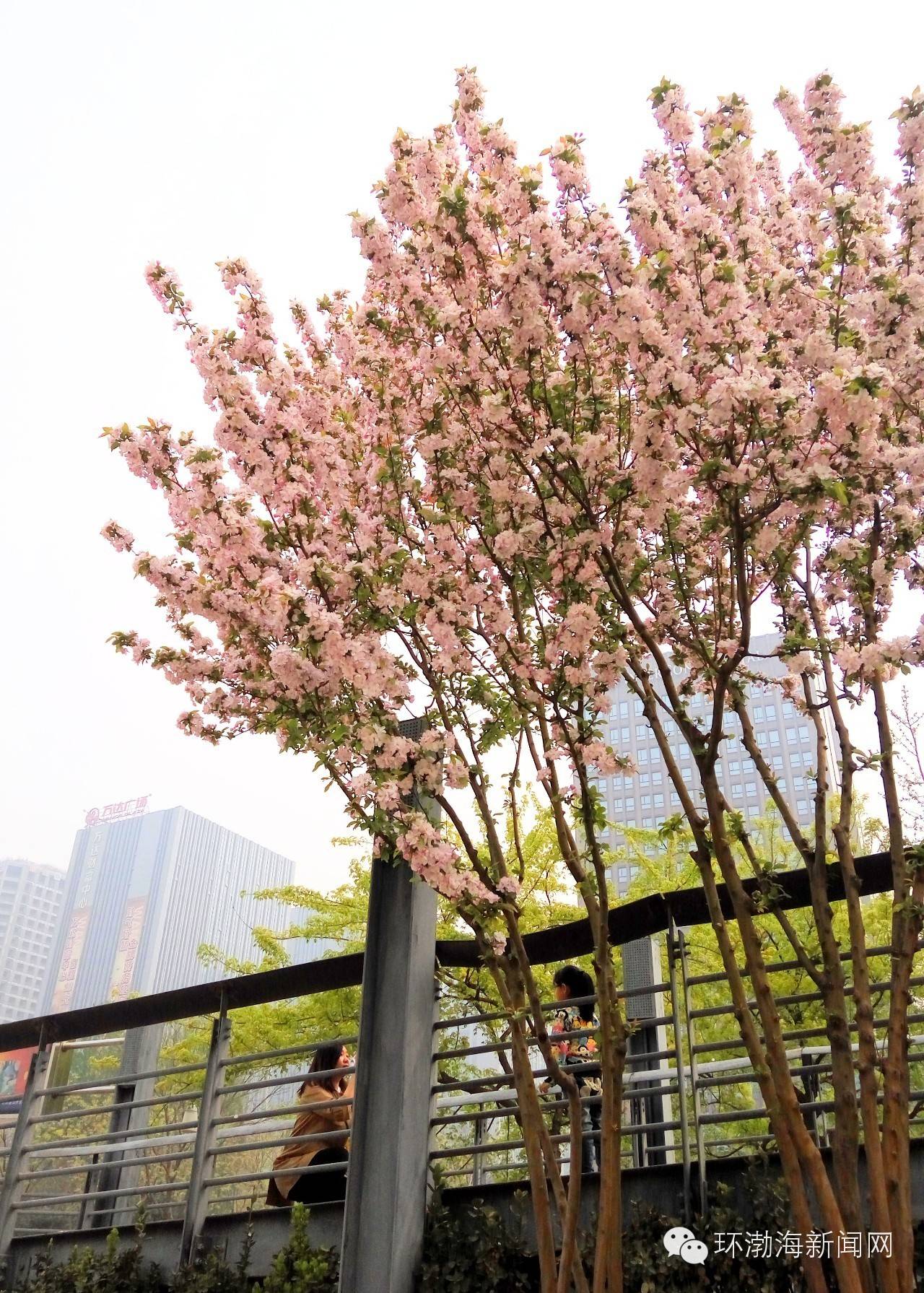 唐山大钊公园海棠,唐山新闻联播今日回放