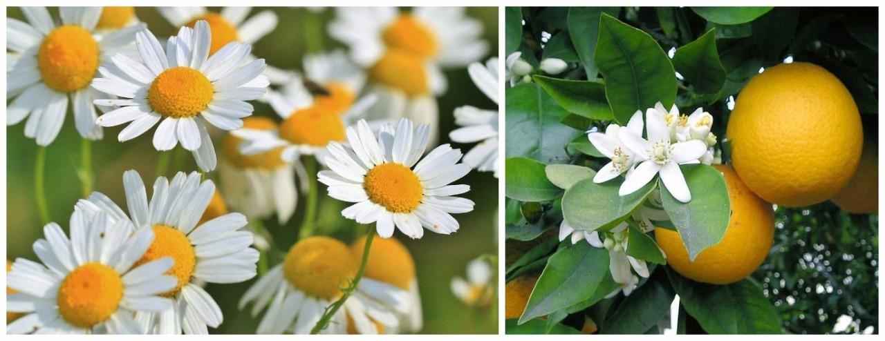 猎奇｜不吃药丸不打针，芳疗师教你用花花草草治病（文末有福利）