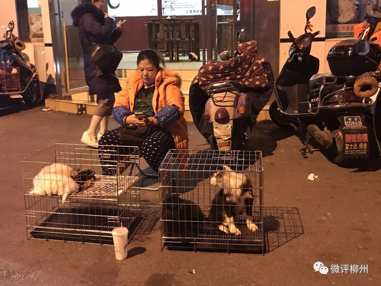 柳州买狗买猫好去处,广西柳州最大最正规狗市在哪里