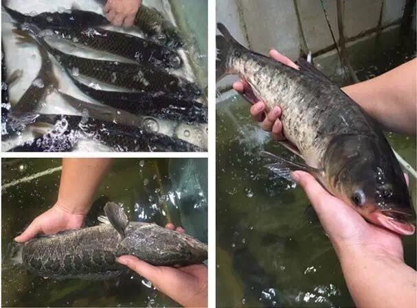 霸气!晋江这家店在火锅界已经拉仇恨了,锅底免费+3元开吃……