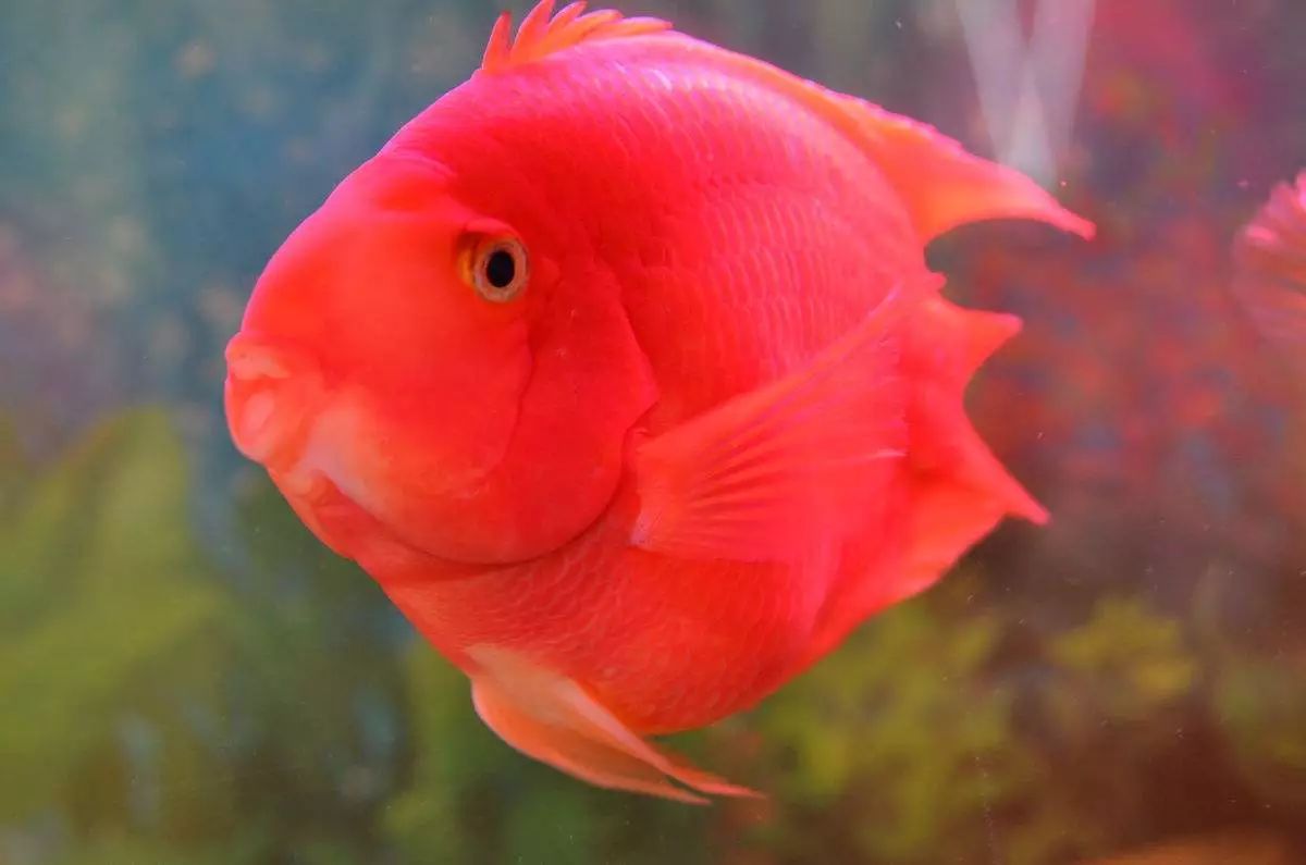 关于混养塘,最简单的混养方法