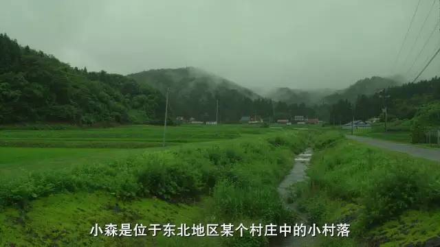 小森林生活,小森林的日常生活