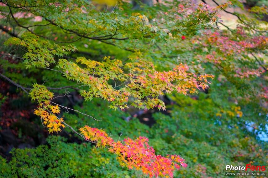 eosm6杩炵画鎷嶆憚,浣宠兘eosm6