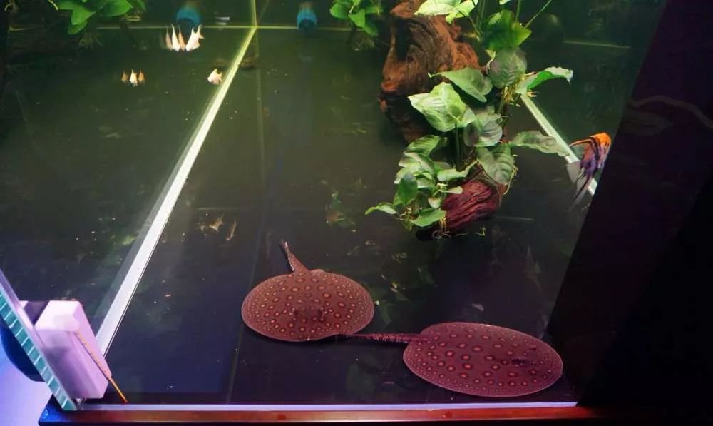 玩得细致、专业,出手不凡!