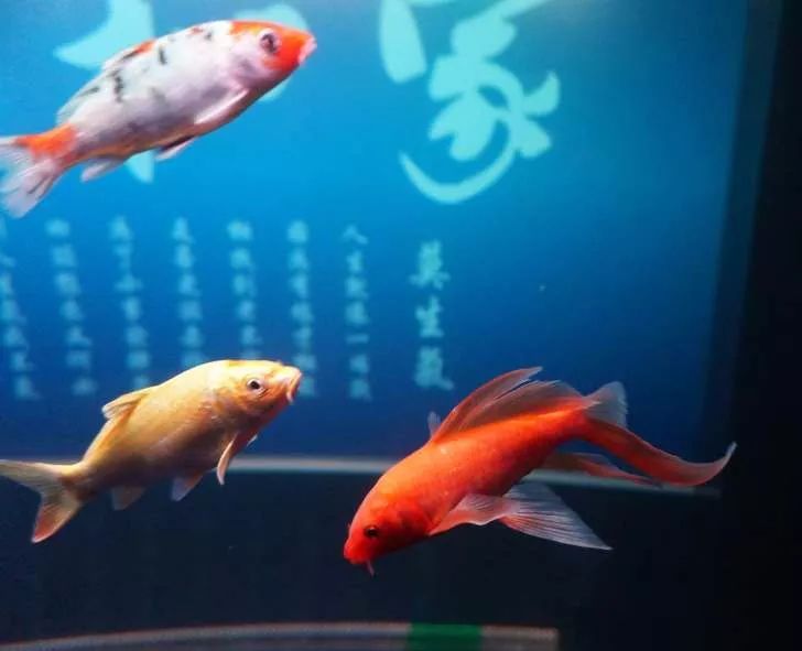 玩得细致、专业,出手不凡!