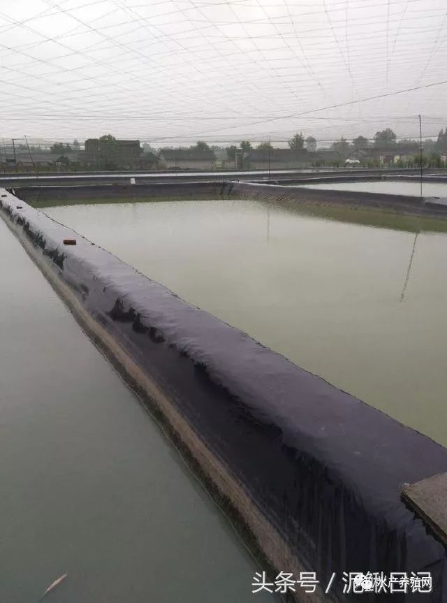 池塘老水怎么处理最好,池塘里漏水怎么办