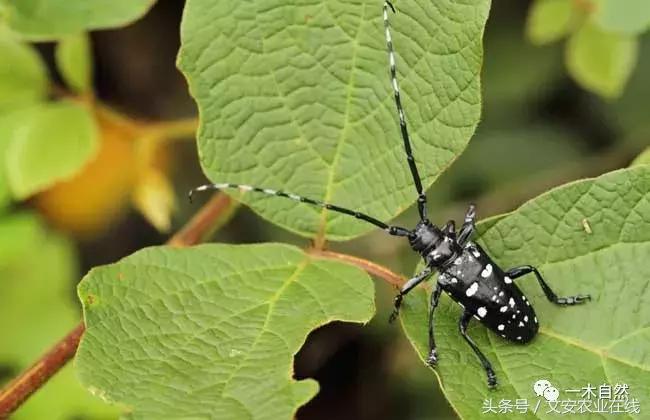 秋天昆虫图谱大全,室内常见昆虫图谱