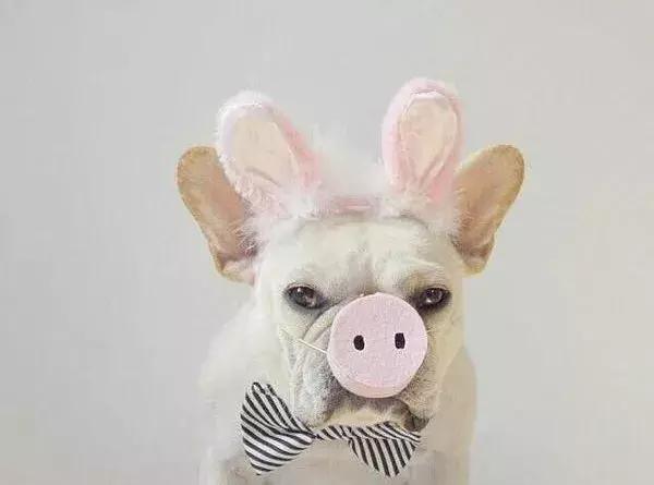 小法斗几月份是最难看的,小法斗比较瘦正常吗