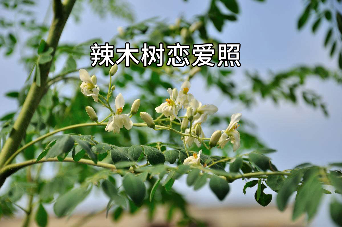 你很可能吃了一个“假”的辣木籽!