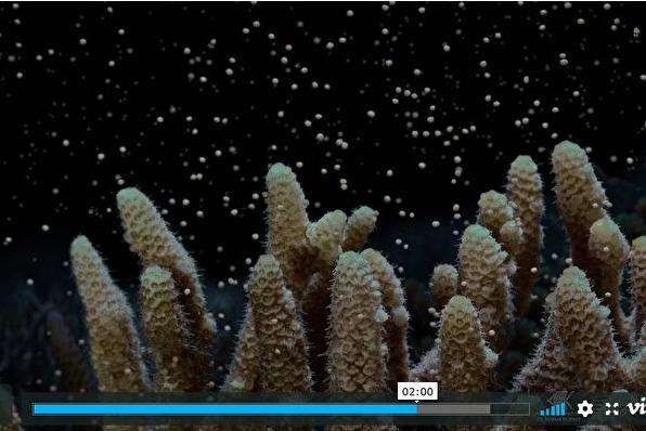 珊瑚产卵,海缸珊瑚产卵大爆发