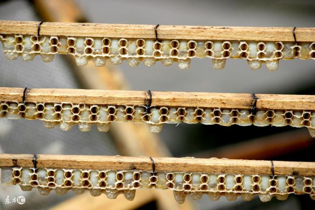 蜜蜂人工授精最新技术,蜂头领正确采蜜方法