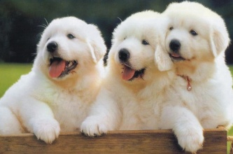 狗狗常见病及治疗方法,狗狗常见病防治视频