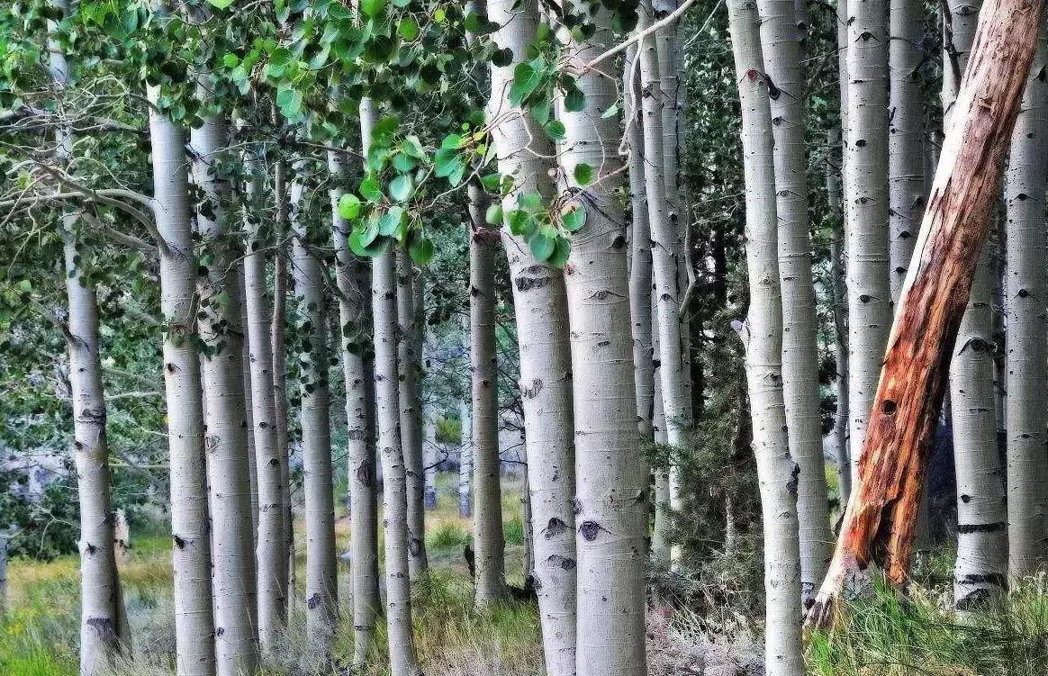 杨树林的前男友,杨树林小羊皮