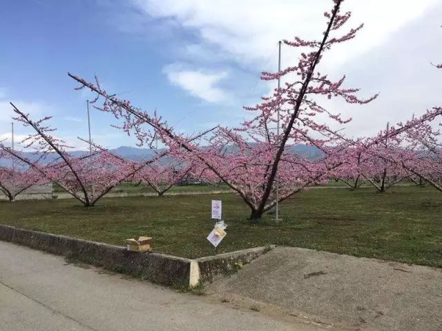 桃树的种植方法和管理,想种植果树去哪里咨询