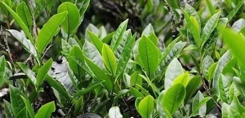 岩茶大红袍怎么选购的,如何挑选适合自己的武夷岩茶