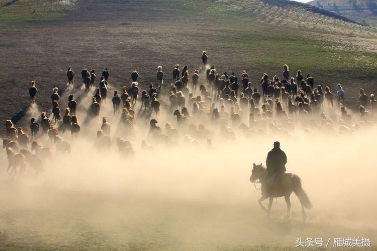 坝上草原奔马图片,坝上奔马摄影