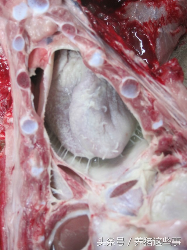 副猪嗜血杆菌病的主要临床表现为,副猪嗜血杆菌病症状和治疗方法