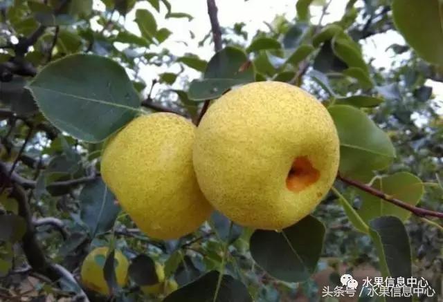 什么品种的梨子又大又甜水分又多,水果梨子产地