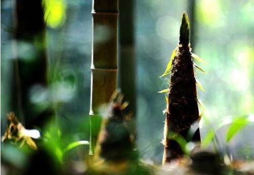 一招解决脾胃虚寒,手脚冰凉养好脾胃气血