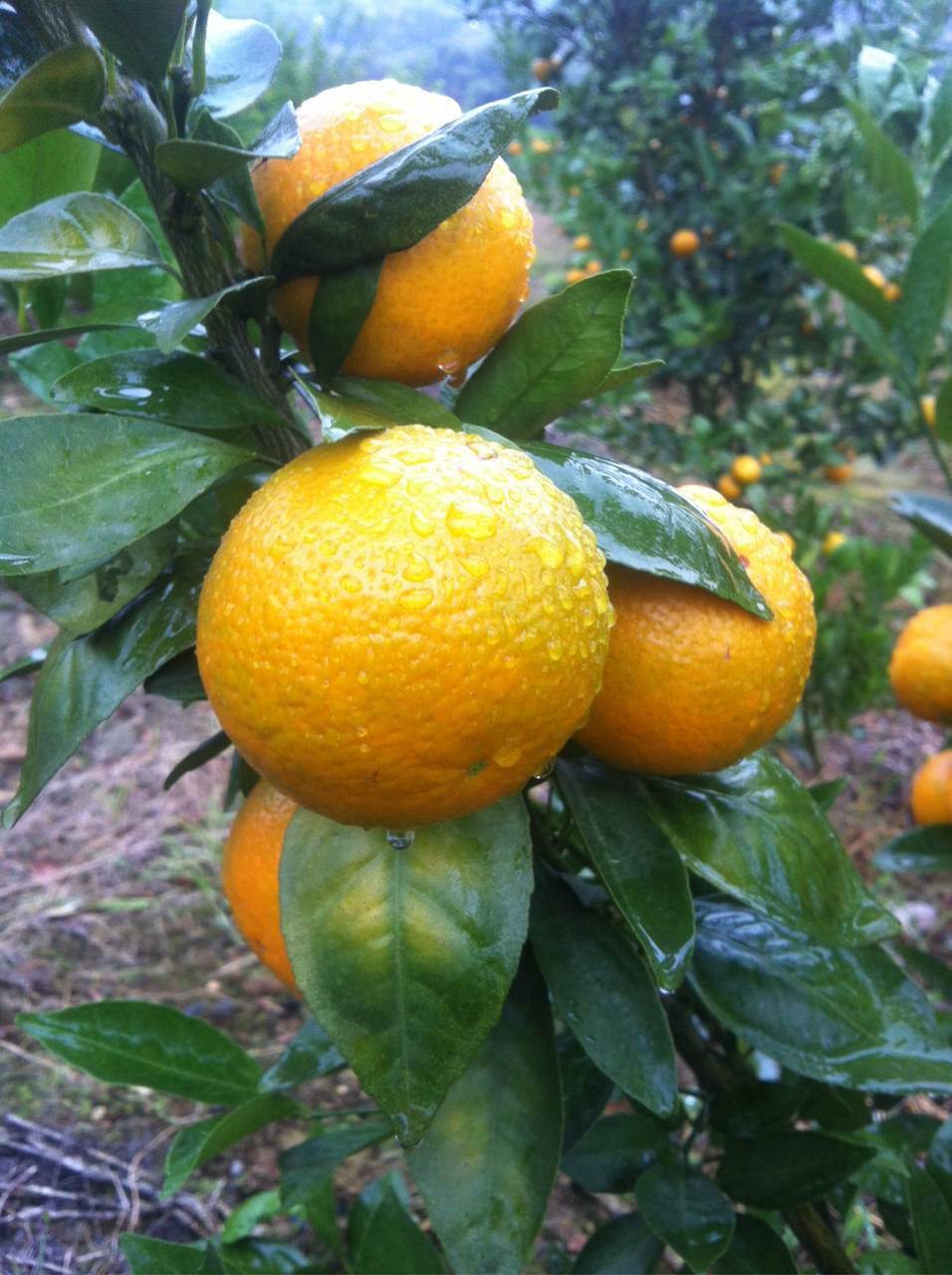 广柑椪柑沃柑这些柑的区别是什么,青皮蜜桔沃柑