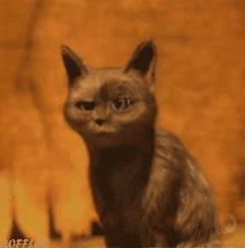 黑土豆一亩收入多少,黑土豆种植经济效益