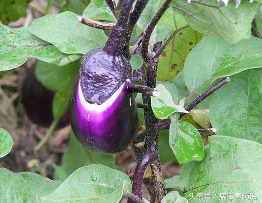 茄子氧化快怎么处理,茄子着色