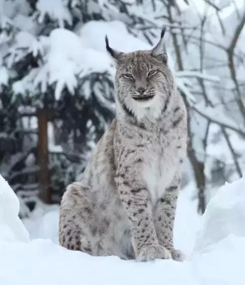 一下雪峨眉山就成了仙境,一下雪川西便美成了天堂