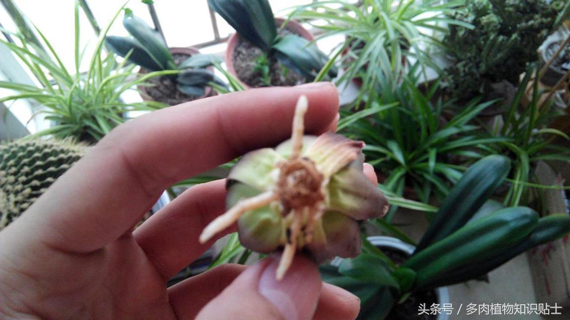 十二卷多肉可以直接用石子种吗,多肉十二卷怎样养不烂根