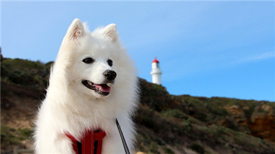 养银狐犬有什么注意事项,银狐犬的正确饲养方法