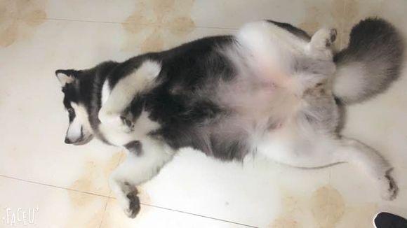 阿拉斯加怀孕了没有奶水怎么办呢,怎么知道阿拉斯加怀孕了