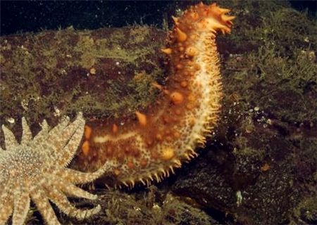 海参价格大概多少钱一斤,目前海参价格是多少钱一斤