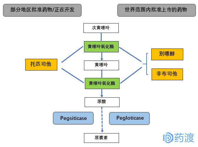 浅析降低尿酸抗痛风药物的今天和明天