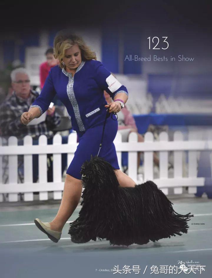 akc最受欢迎犬种排名,akc将犬种分为七个组别分别是