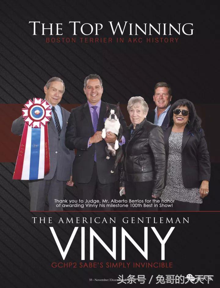 akc最受欢迎犬种排名,akc将犬种分为七个组别分别是