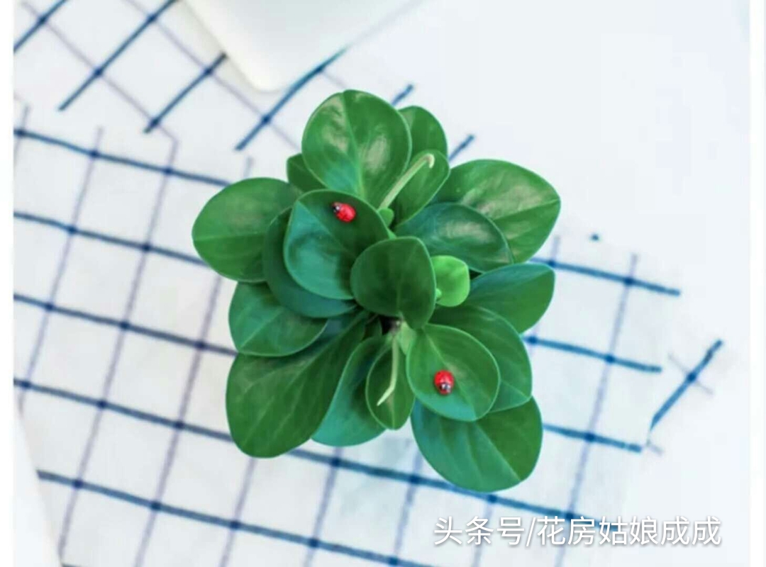 如何让豆瓣绿快速生根,碧玉豆瓣绿的养殖方法和注意事项