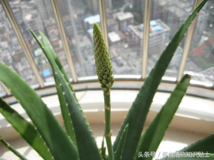 芦荟开花后怎么养殖,芦荟开花会结种子吗