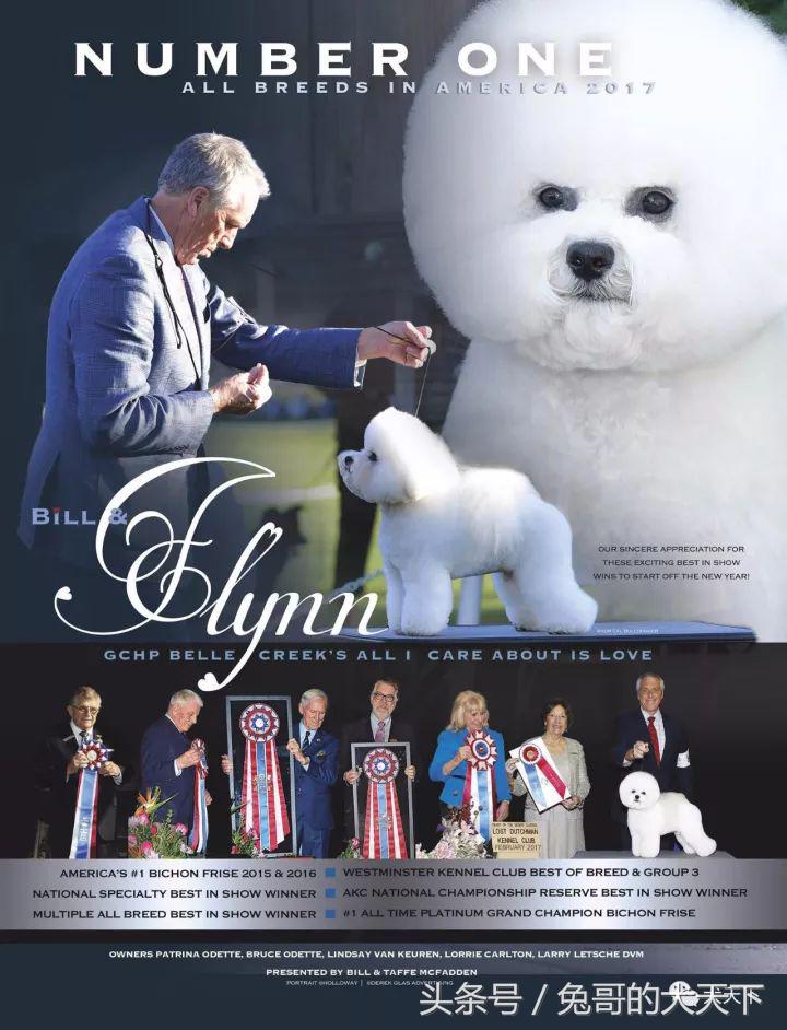 akc最受欢迎犬种排名,akc将犬种分为七个组别分别是