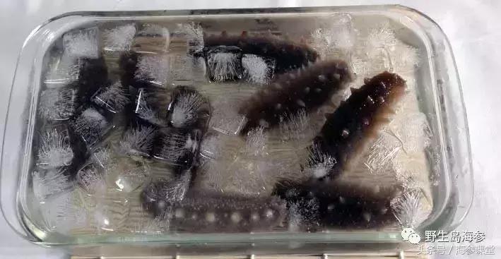 海参怎么杀掉,发干海参最好方法是什么