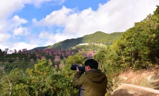 无量山樱花谷夏天,无量山樱花谷雾里看花